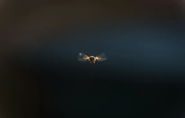 Картинка пчела, фон, полёт
