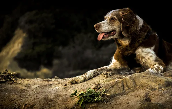 Взгляд, друг, собака