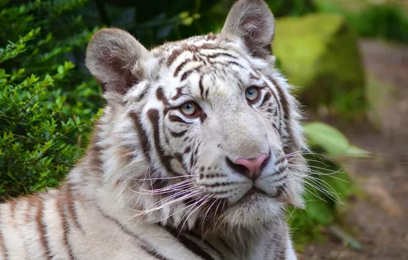 Белый, морда, тигр, хищник, white tiger