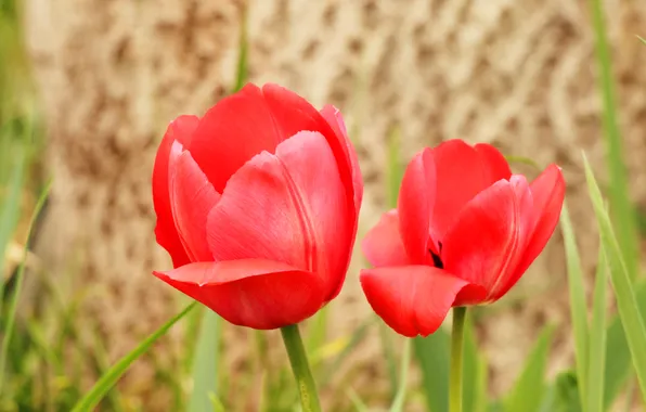 Red, flower, tulips, blooming