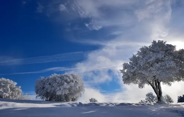 Зима, снег, деревья, природа