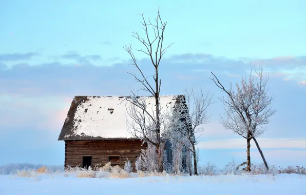 Зима, пейзаж, дом, дерево