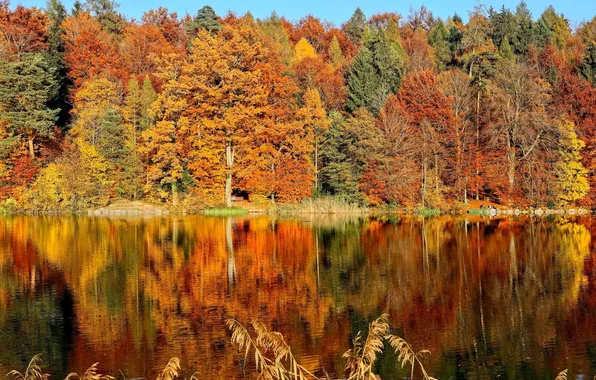 Картинка осень, лес, листья, деревья, озеро, парк, отражение, скамья