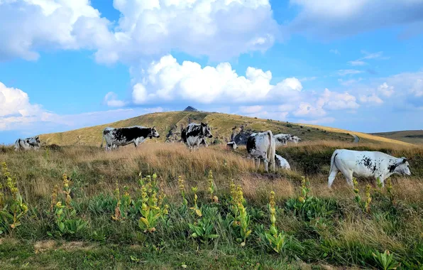 Облака, синева, растения, коровы, склон, пастбище, холм, ферма