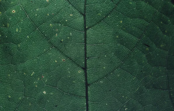 Макро, Лист, Цвет, Растение, Растения, Color, Flora, Plants
