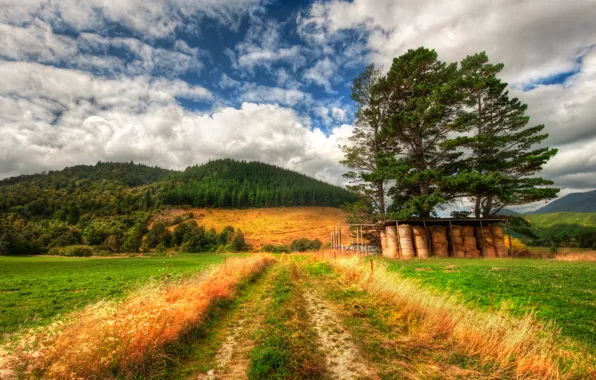 Картинка поле, пейзаж, новая зеландия, field, landscape, ферма, new zealand, farm