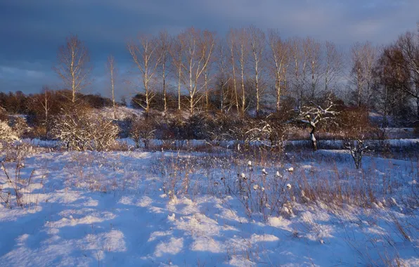 Winter, snow, tree, cold