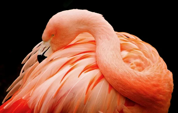 Темный фон, розовый, птица, перья, клюв, фламинго