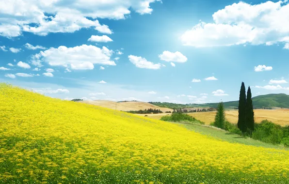 Картинка поле, небо, облака, пейзаж, цветы, природа