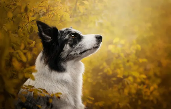 Картинка осень, морда, ветки, портрет, собака, профиль, боке, Бордер-колли