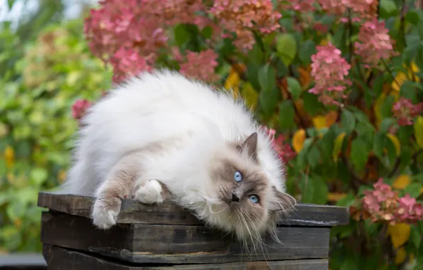 Кошка, кот, взгляд, цветы, поза, доски, лапки, сад