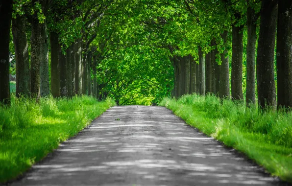 Картинка forest, landscape, nature, tree