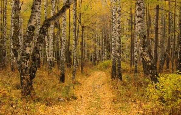 Осень, Лес, тропинка