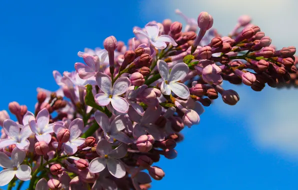 Flower, lilac, twig