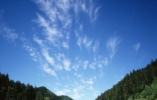 Картинка лес, небо, Облака