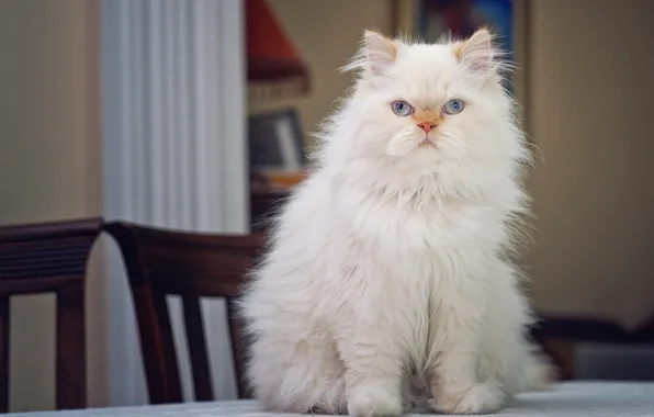Взгляд, портрет, на столе, пушистая, персидская кошка