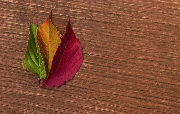 Картинка листья, поверхность, дерево, разноцветные, осенние