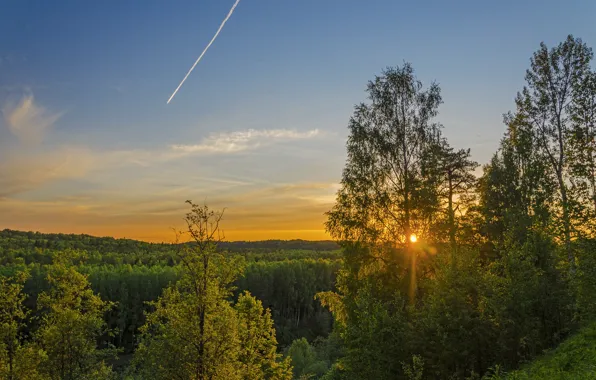 Картинка лес, лето, солнце, лучи, пейзаж, природа, утро