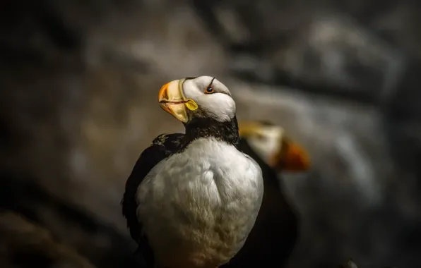 Природа, птица, Puffin