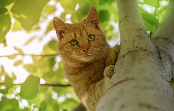 Картинка кот, взгляд, дерево, на дереве, рыжий кот