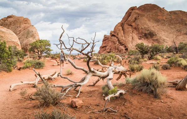 Desert, dead, tree, arid