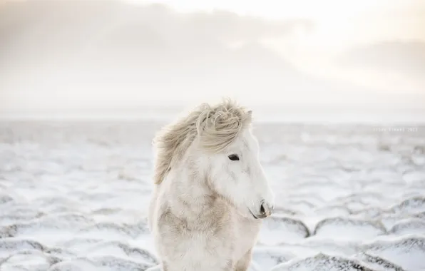 Картинка зима, природа, конь