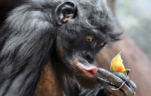 Картинка animal, ape, pygmy chimpanzee