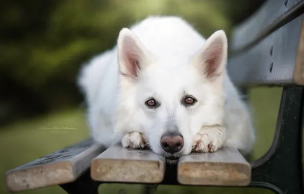 Картинка взгляд, морда, собака, скамья, Белая швейцарская овчарка