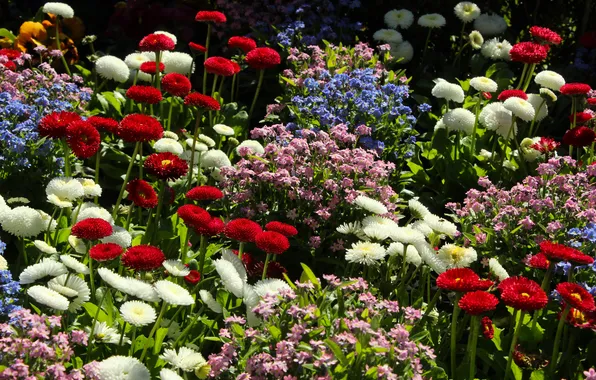 Garden, spring, blooming