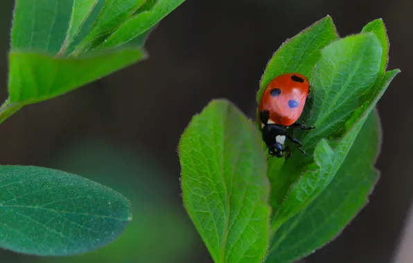 Leaf, insect, ladybird