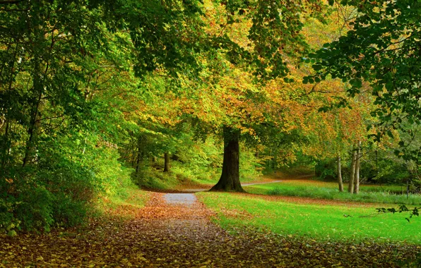 Дорога, осень, лес, листья, деревья, природа