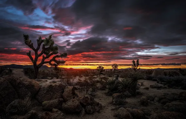 Облака, пустыня, Калифорния, зарево, США, Национальный парк Джошуа-Три