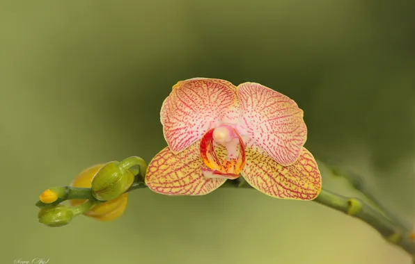 Цветок, макро, природа, орхидея, фаленопсис
