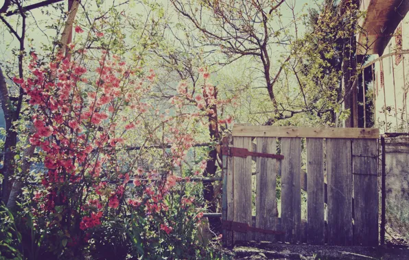 Картинка цветы, природа, дом, забор, весна, калитка