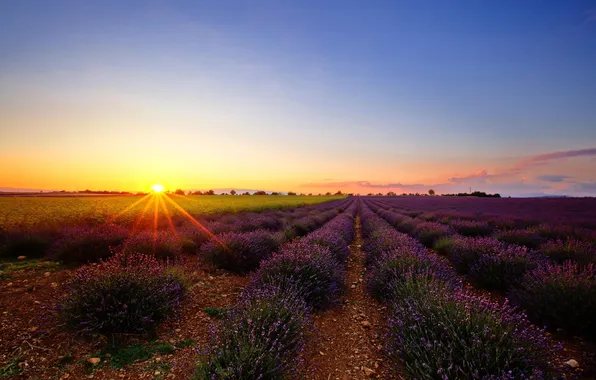 Картинка поле, небо, солнце, лучи, закат, цветы, природа, Франция