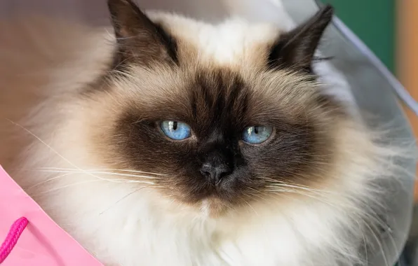 Взгляд, мордочка, голубые глаза, пушистая, Бирманская кошка