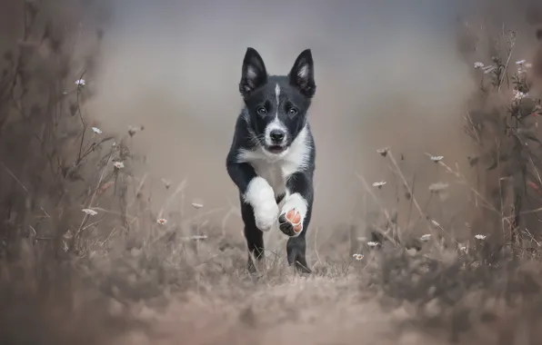 Картинка собака, пес, щенок, бежит, порода, Border Collie