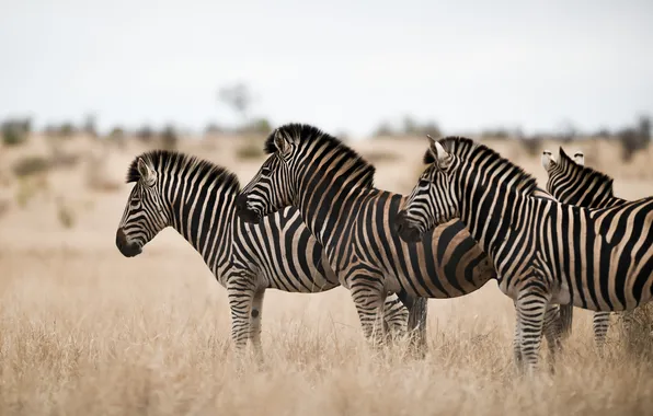 Field, savanna, zebras, standing, herd
