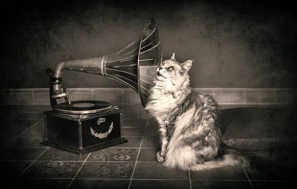 Картинка кошка, граммофон, слух
