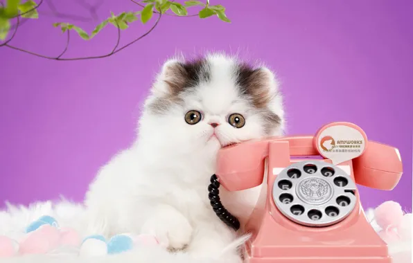 Кошка, взгляд, поза, котенок, фон, сиреневый, мордочка, телефон