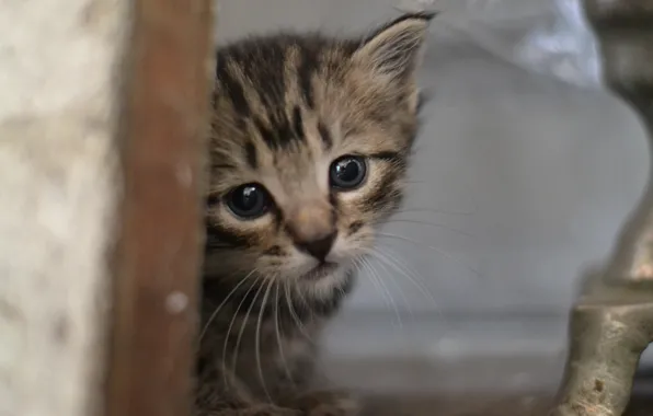 Котёнок, серенький, выглядывает