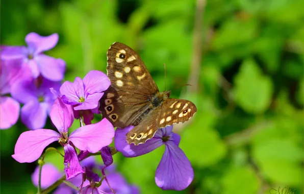 Картинка Макро, Бабочка, Macro, Фиолетовые цветы, Butterfly, Purple flowers