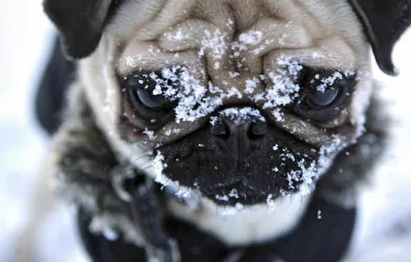 Картинка зима, морда, снег, пес, мопс, милое личико, глазища