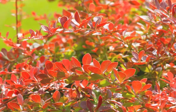 Red, leafs, twigs