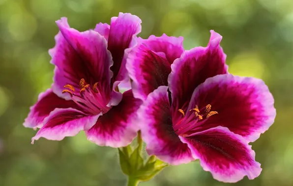 Картинка цветы, зеленый, фон, яркие, лепестки, розовые, сиреневые, боке