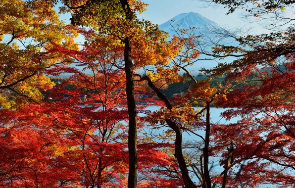 Осень, небо, листья, деревья, озеро, Япония, гора Фудзияма