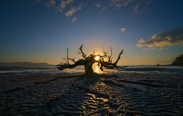 Солнце, закат, дерево, отлив, Индонезия, зарево, остров Ломбок, Awang Beach