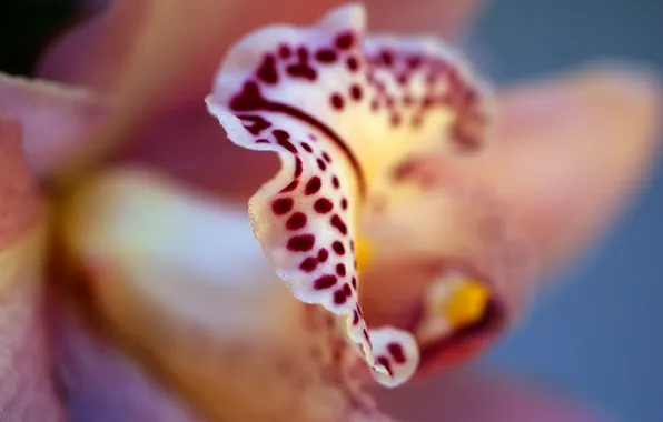 Картинка цветок, цвета, лепестки, орхидея, фаленопсис, phalaenopsis
