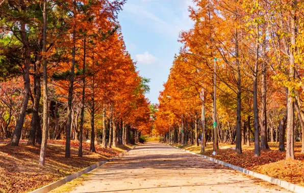 Дорога, осень, листья, деревья, парк, road, nature, park