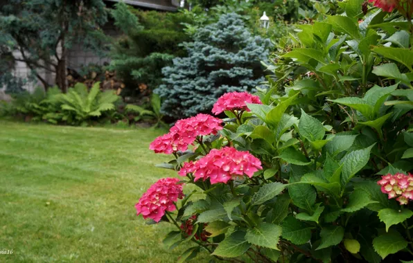 Flower, garden, leaf, hydrangea